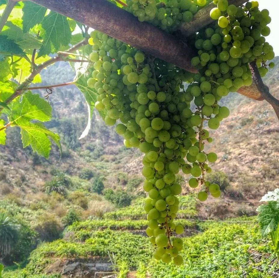Bodega Montoro vinos