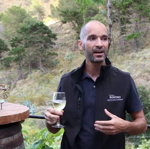 Bodega Montoro vinos