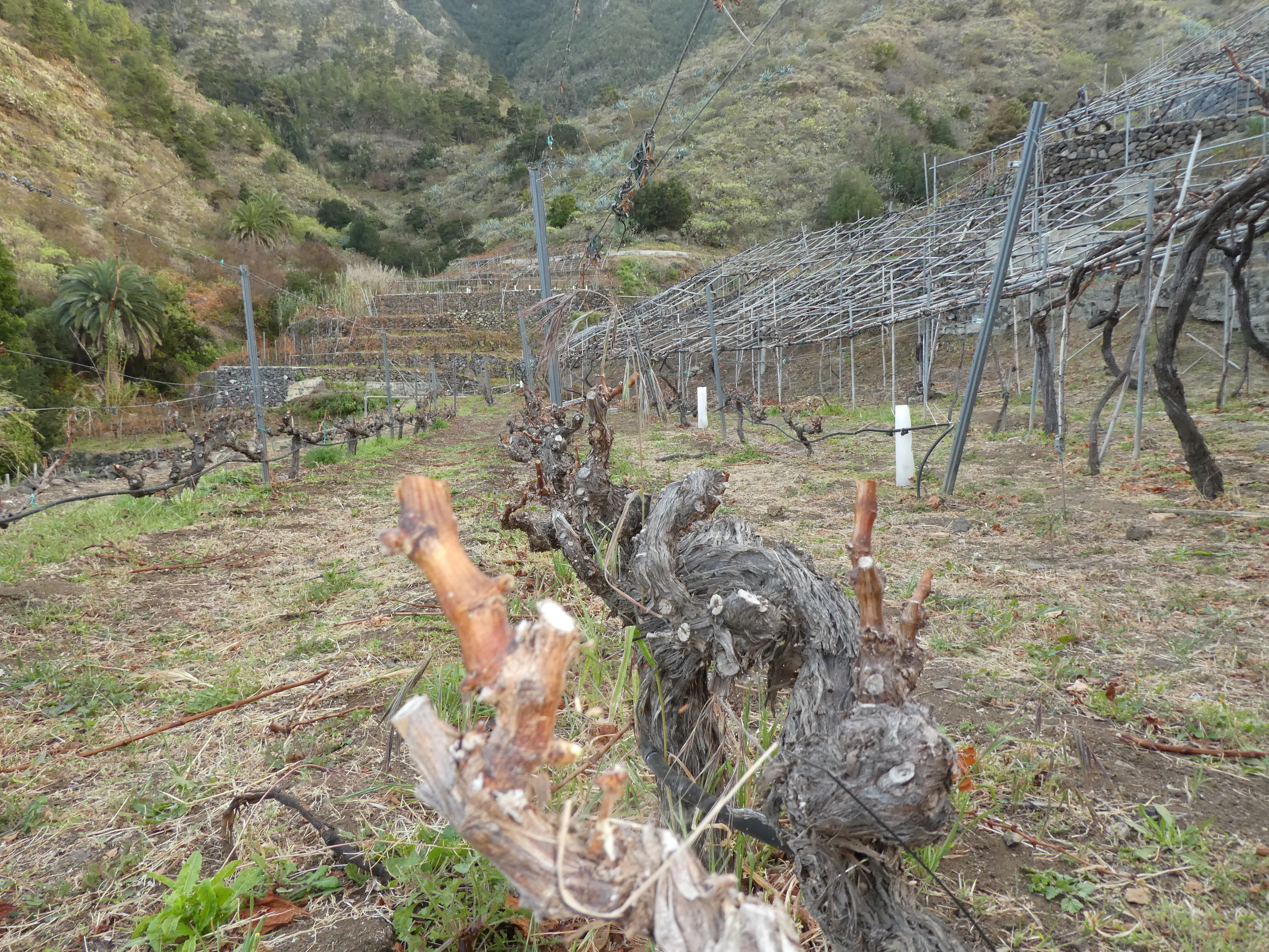 Bodega Montoro vinos